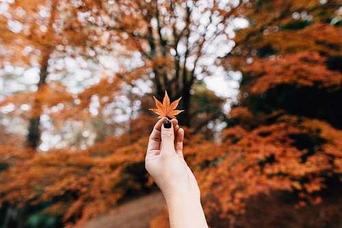 fall wallpapers person showing 7-hand leaf in bokeh photography fall backgrounds